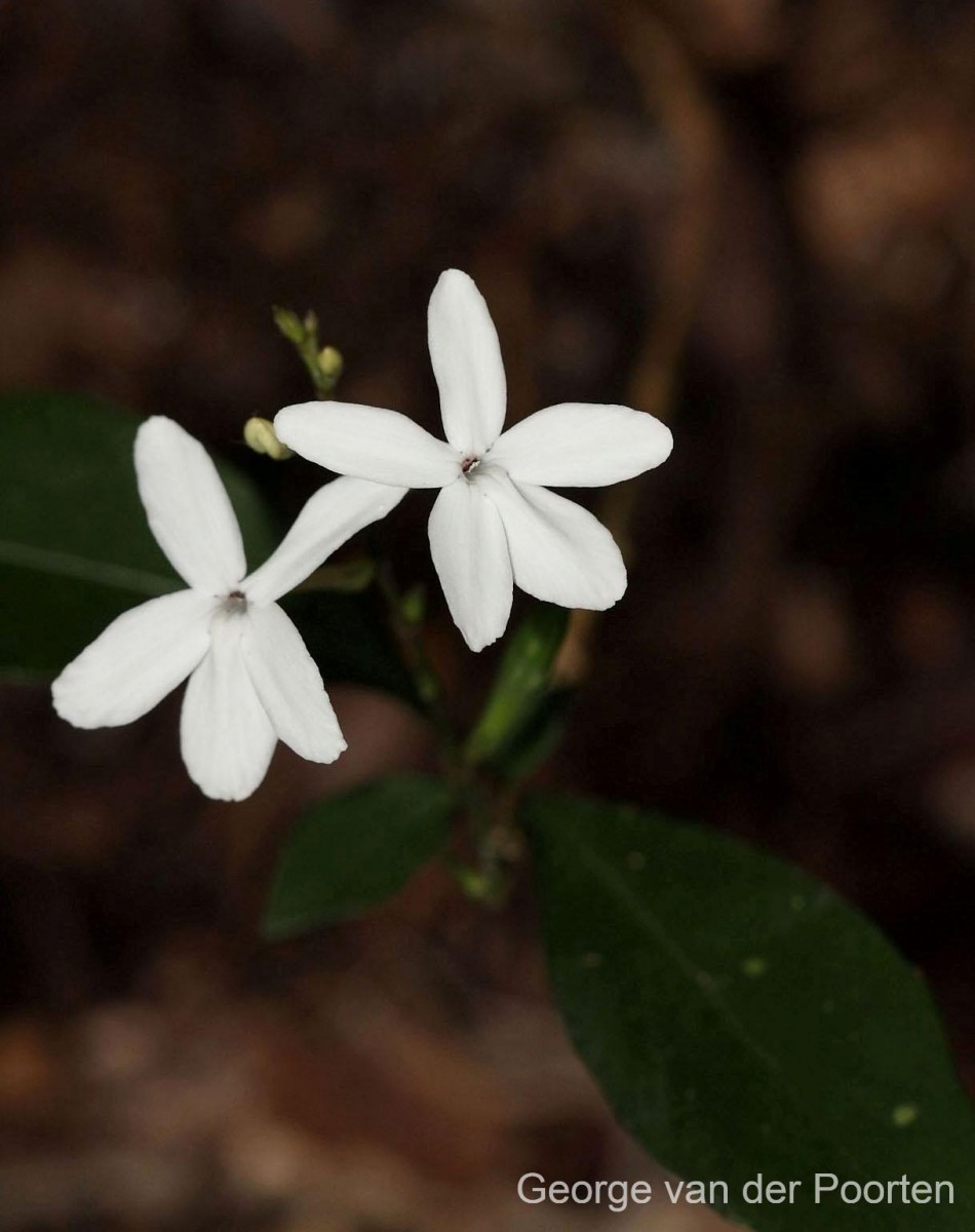 Pseuderanthemum latifolium (Vahl) B.Hansen